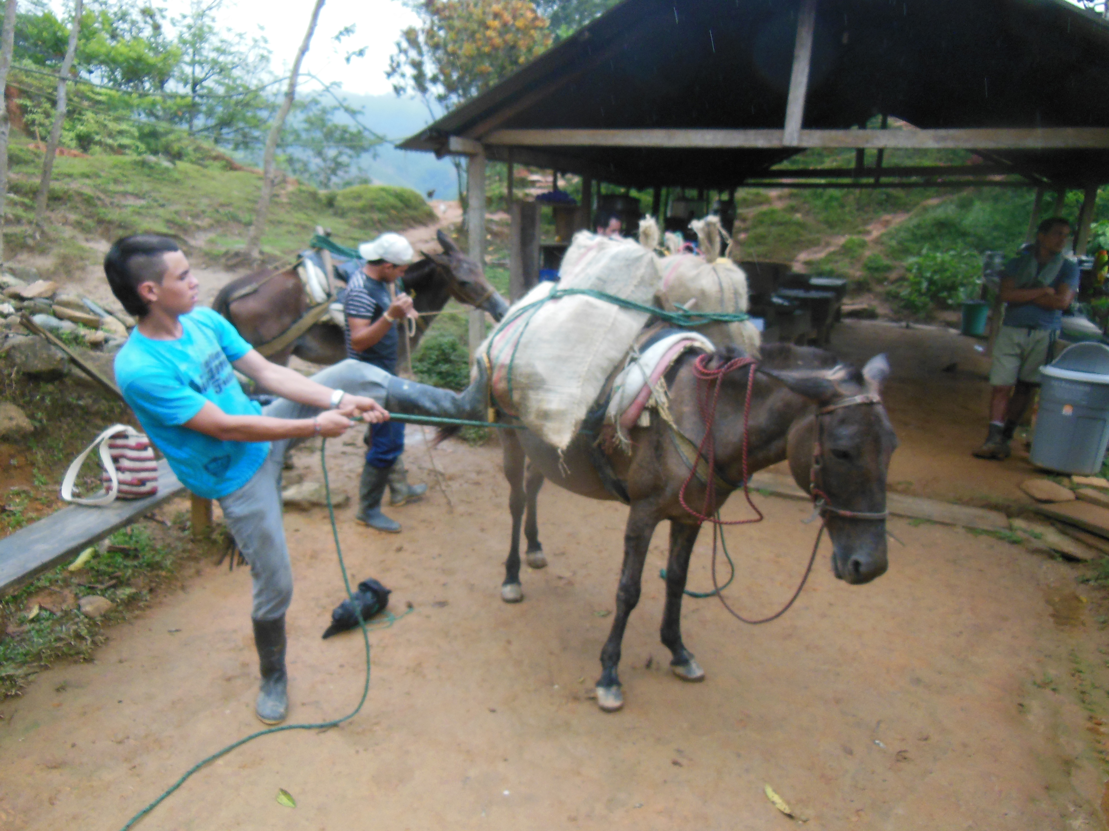 Trail 9 mule load