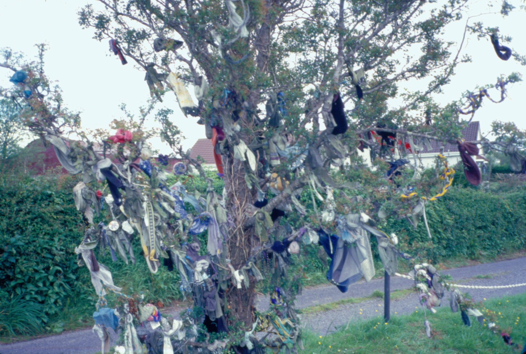 sier kieran pisog tree